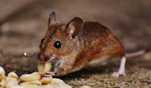 24 Hour & Emergency Exterminators in Dinsdale, IA